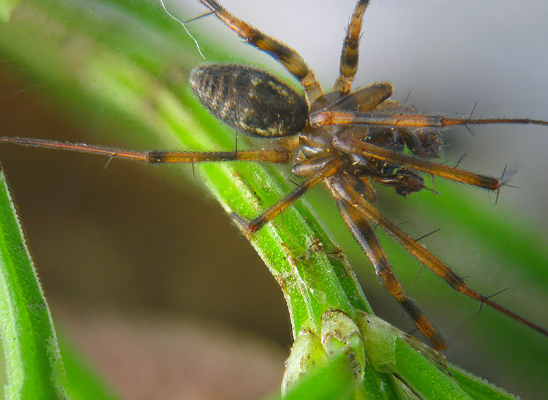 Lepthyphantes cfr. minutus - Sumirago (VA)